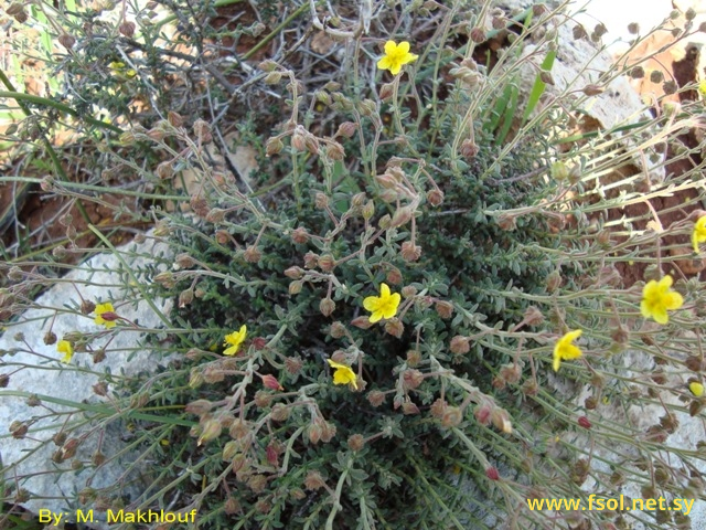 Fumana thymifolia (L.) Sp.